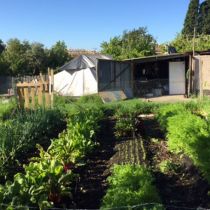 Strettle Street_Veggie beds with shed.jpg