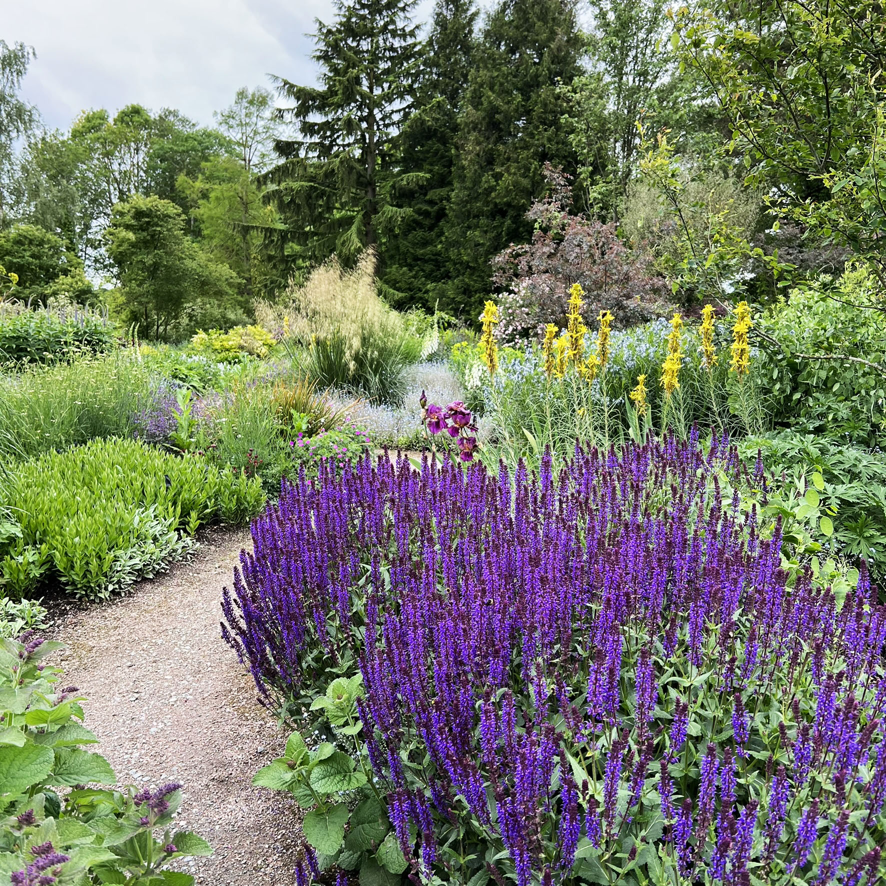 Dry Area Plants  Iris 'Lemon Ice' - The Beth Chatto Gardens