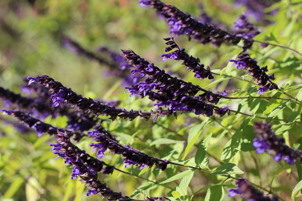 Salvia 'Anthony Parker' is a great autumn performer