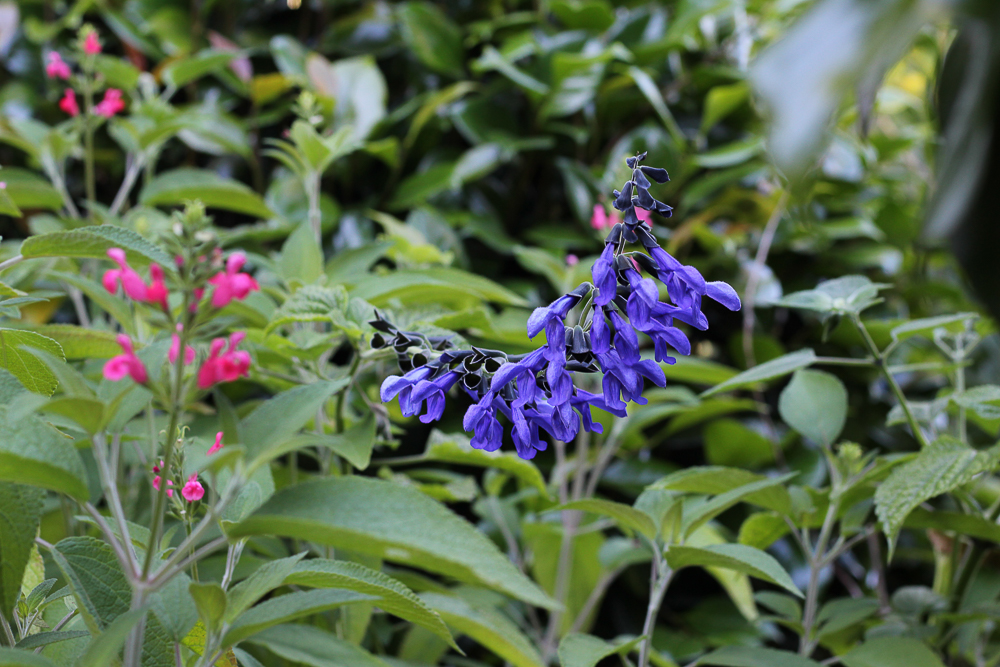 Salvia 'Costa Rica Blue' contrasting with Salvia 'Mystique'