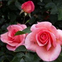 Glenbar_Pink rose.jpg
