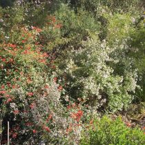 Bev Fox_Red and white flowering shrubs.jpg