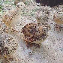 Plummery_Covey of quails.jpg