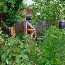 Alambee_Compost_Raspberries and fennel.jpg