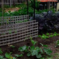 Coburg Secret_Lattice and veggie garden.jpg