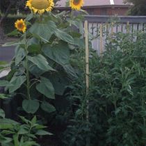 Aussie Veg_Sunflowers.jpg