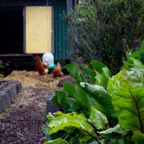Ramble_Rhubarb and hens.jpg