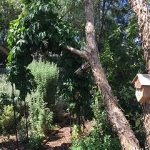 Pascoe Vale_Peppercorn and bee hotel.jpg