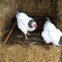 Compost - hens