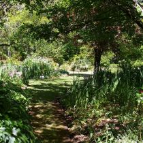 Dreamthorpe_Lawn path through green foliage.jpg