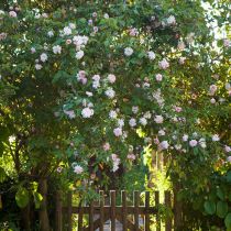 Melrose_Roses and gate SimonGriffiths.jpg