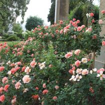 Gusti Orth_Abundant roses.jpg