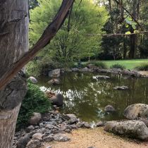Eungella_Pond, rocks and tree.jpg