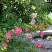 Shipway_Pond and roses.jpg