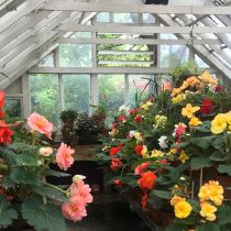 Claremont_Inside greenhouse.jpg
