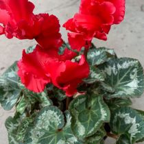Cyclamen_Red with variegated leaves generic.jpg