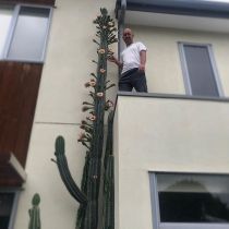 san pedro cactus 4.jpg