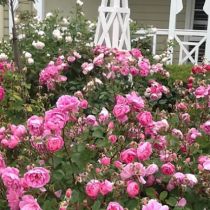 Lewisham spring roses