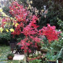 Japanese maple - red foliage