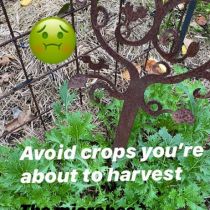 avoid before harvesting