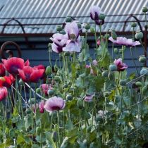 Poppy garden