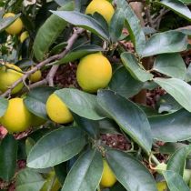 fruiting lemon