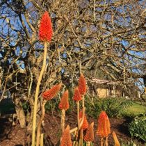 Kniphofia_with_bare_branches.jpeg