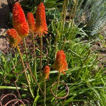 Kniphofia_in_wire_stakes.JPEG