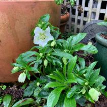 Hellebores_with_pot.jpg