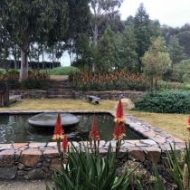 Flowering aloes and water feature at Minemoorong