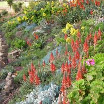 Attila's red flowering aloes with yellow flowering succulents