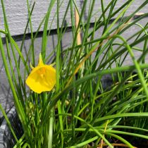 'Hoop Petticoat' Daffodil