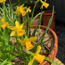 Gayle's Daffodils