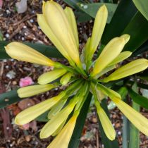Yellow flowering variety in bud