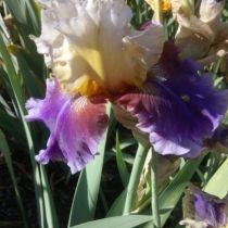 Close up mauve bearded iris