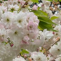 Anne's cherry blossom 1