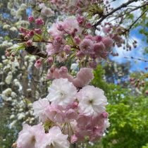Anne's cherry blossom 2