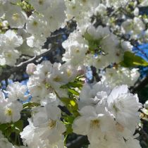 Anne's cherry blossom 4
