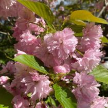Anne's cherry blossom 5