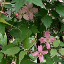 Fellis' dusky pink flowering clematis