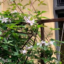 Fellis' white flowering clematis