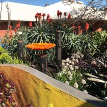 Therapy 'orange' garden