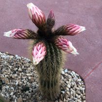 Arid - Elegant cactus with pink flowers