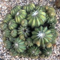 Arid - round cactus