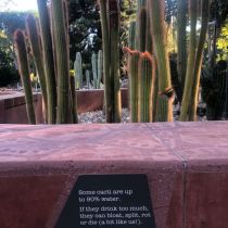 Arid - upright cactus