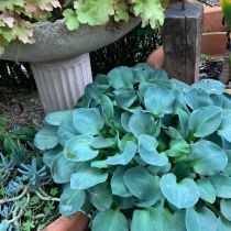 Hosta with blue green leaves