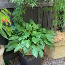 Hosta loved by snails and slugs