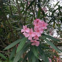 Oleander pink close up