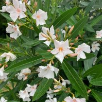 Oleander white close up
