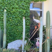 Casa_del_Sol_Cactus_and_parthenocissus.jpg